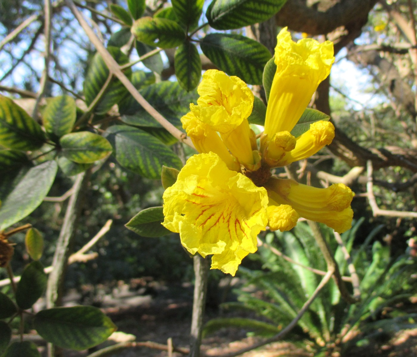 Изображение особи Tabebuia ochracea.