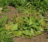 Plantago major