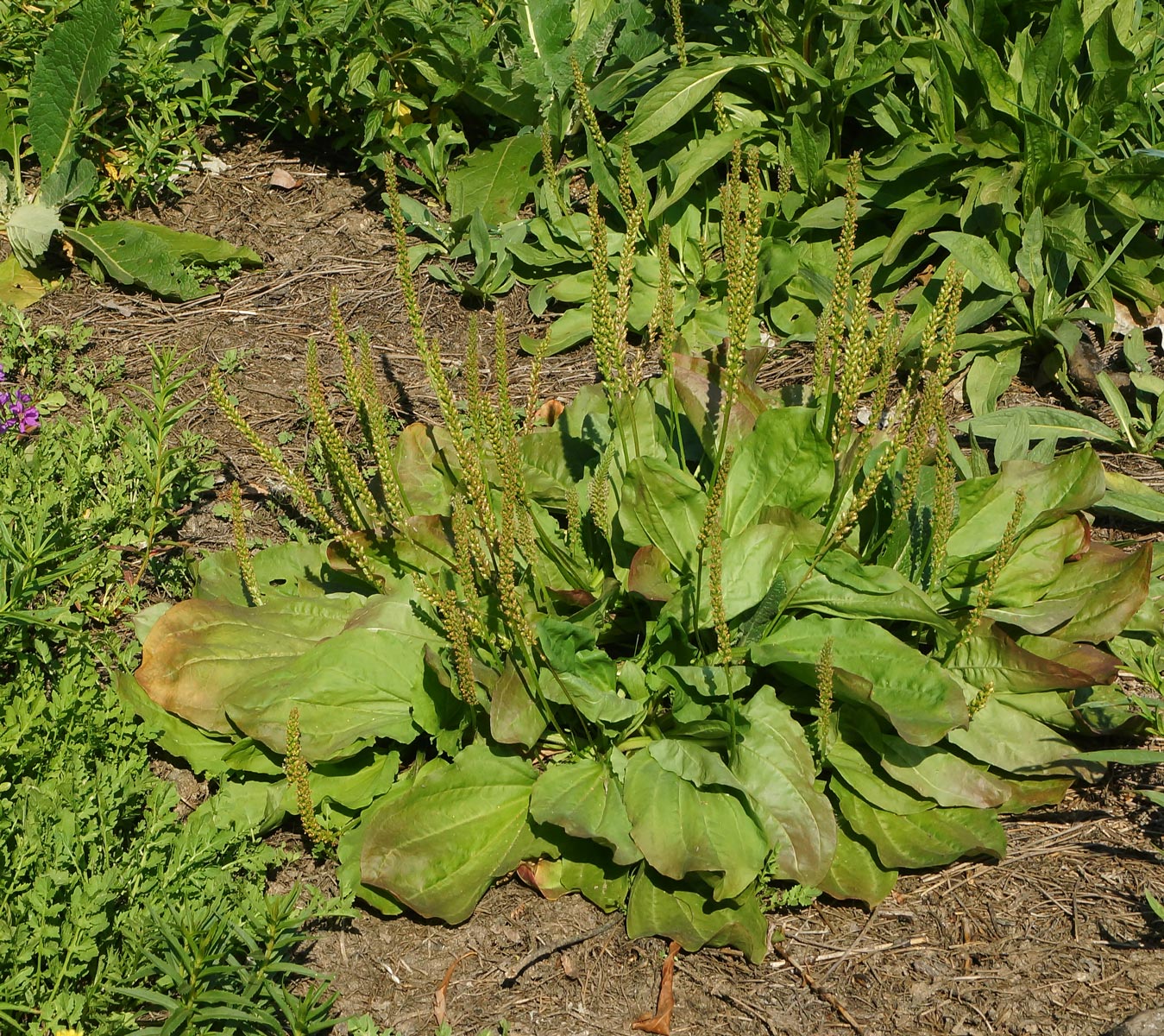 Изображение особи Plantago major.