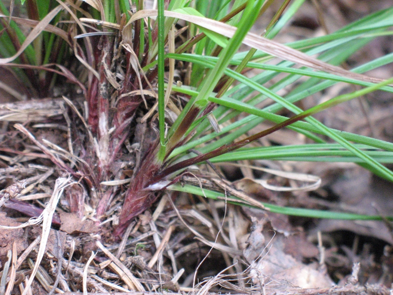 Image of Carex digitata specimen.