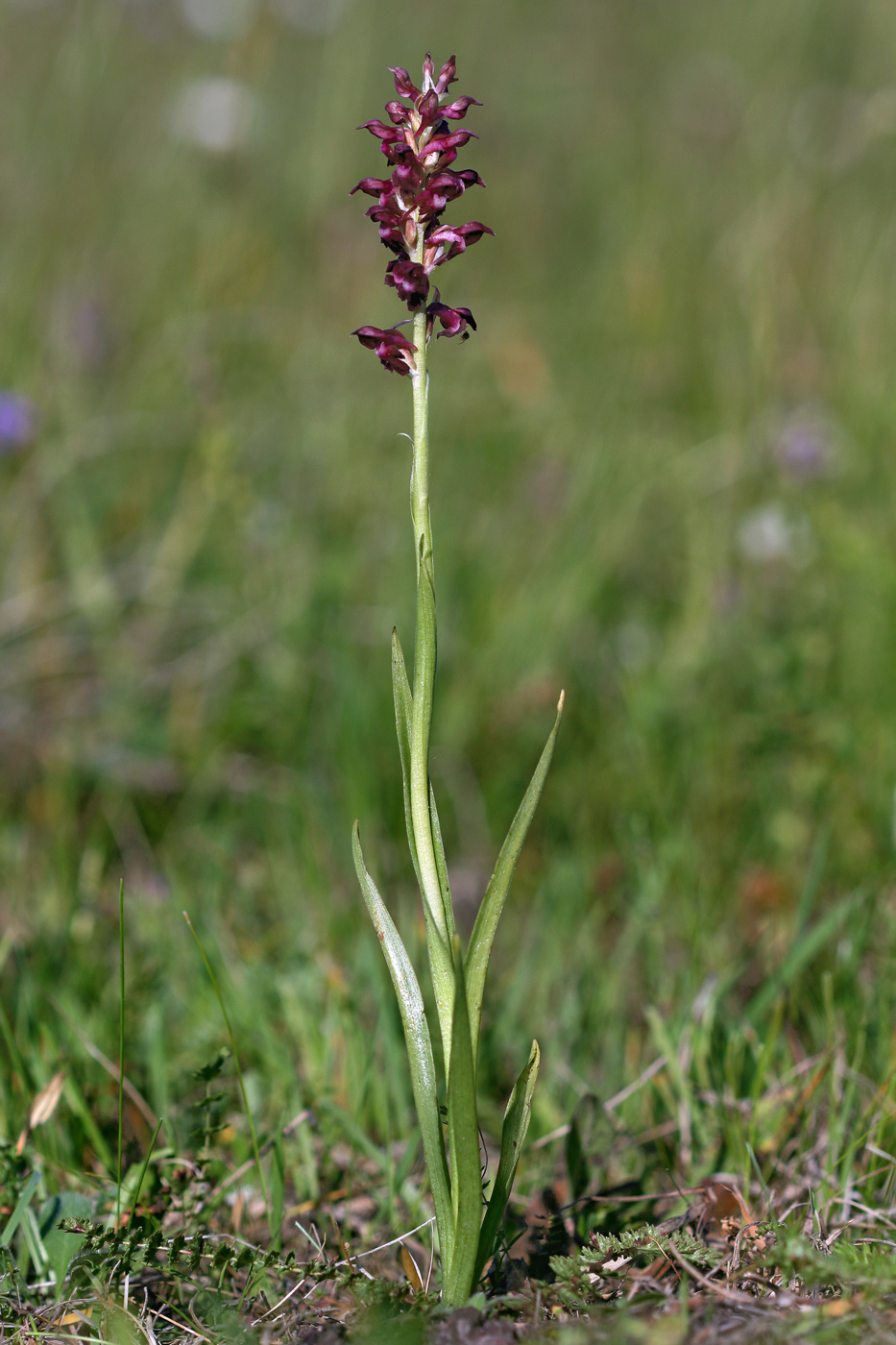 Изображение особи Anacamptis coriophora.