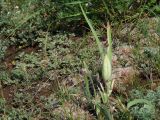 Iris humilis