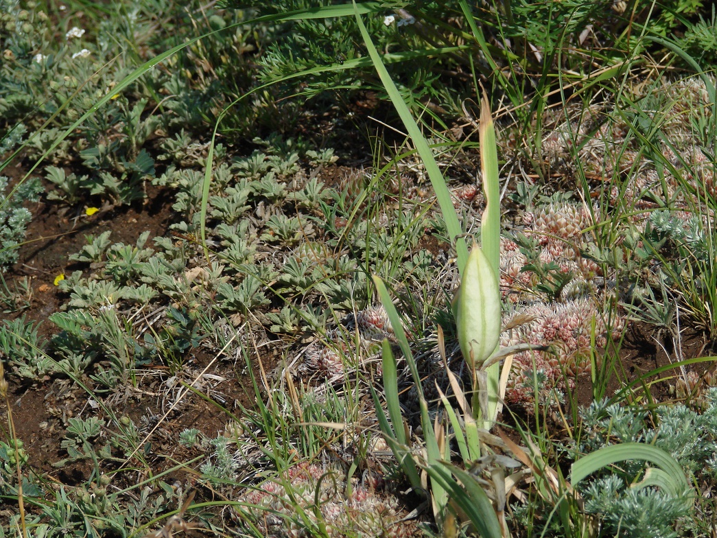 Image of Iris humilis specimen.