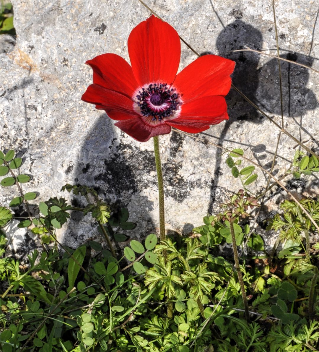 Изображение особи Anemone coronaria.