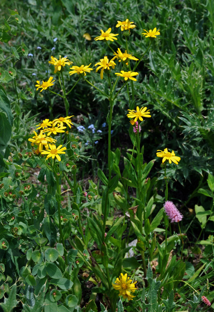 Изображение особи Senecio kolenatianus.