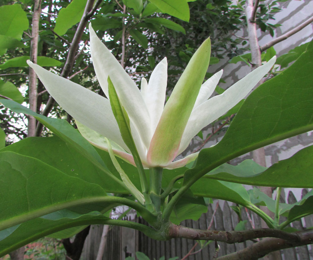 Image of Magnolia tripetala specimen.