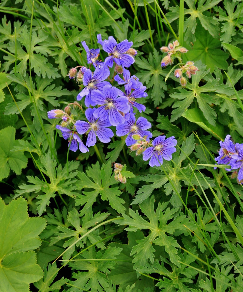 Изображение особи Geranium gymnocaulon.