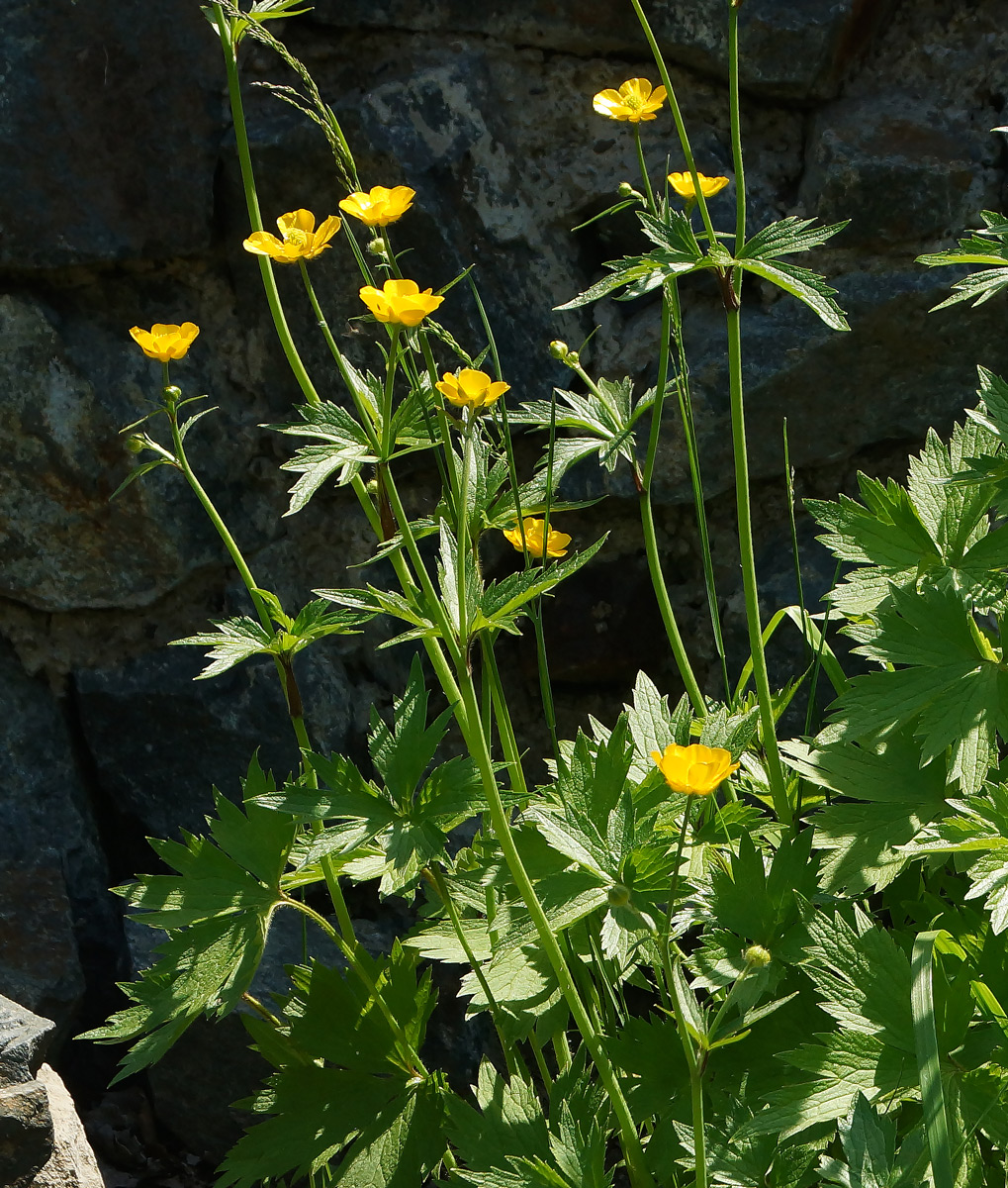 Изображение особи род Ranunculus.