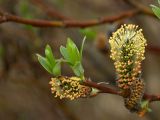 Salix phylicifolia