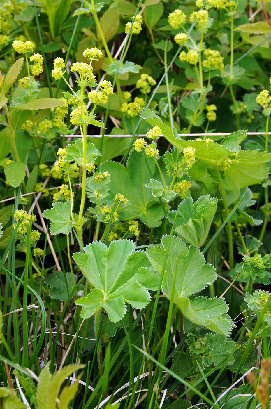 Изображение особи Alchemilla monticola.