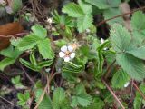 Potentilla micrantha