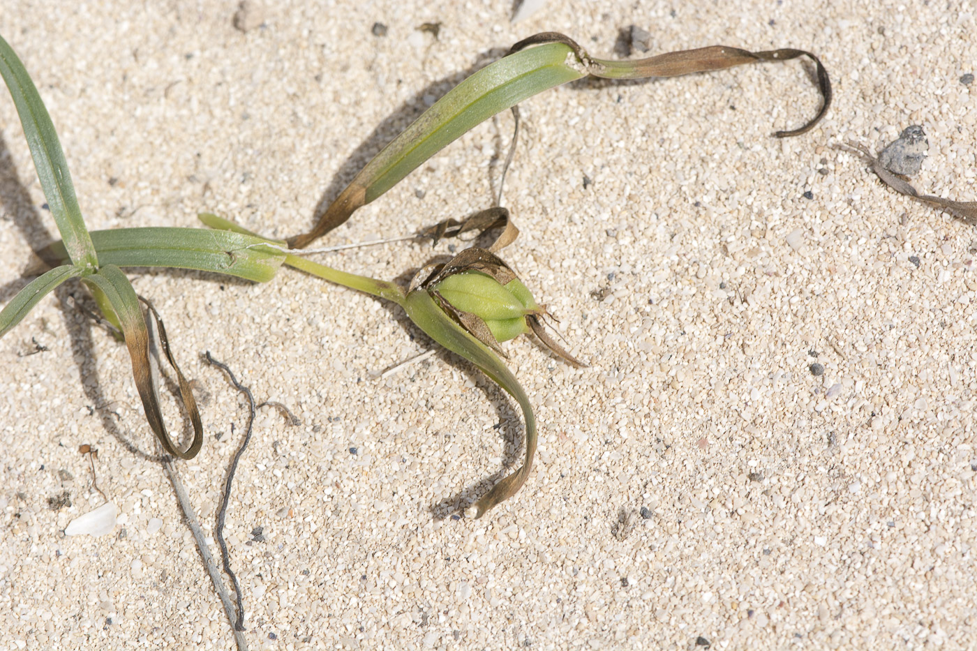 Image of Androcymbium gramineum ssp. psammophilum specimen.