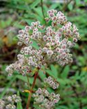 Galium boreale. Соплодие. Якутия, Мирнинский р-н, окр. пос. Светлый, берег р. Вилюй. 26.07.2009.