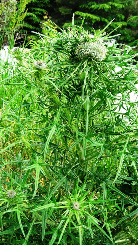 Изображение особи Cirsium vulgare.