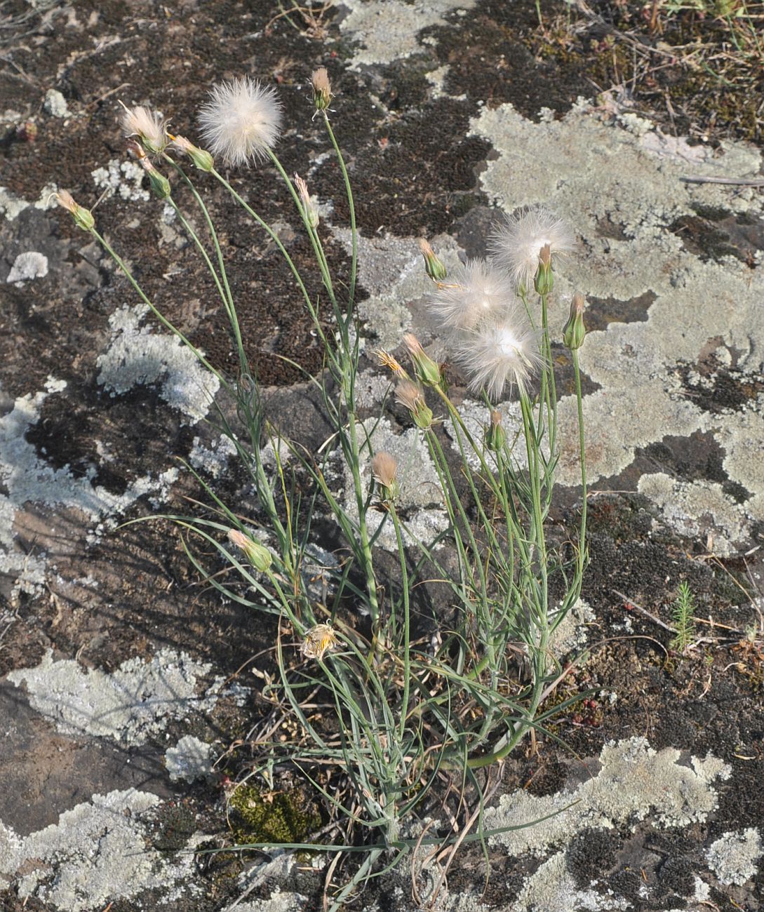 Image of genus Scorzonera specimen.