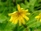 Aposeris foetida. Соцветие. Украина, Ивано-Франковская обл., Болеховский горсовет, Поляницкий сельсовет, Поляницкий региональный ландшафтный парк, урочище \"Граница\", редколесье. 23.05.2018.