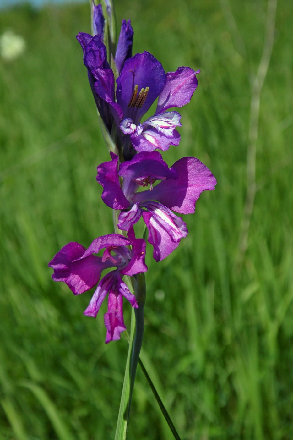 Image of Gladiolus tenuis specimen.