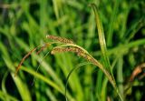 Carex acuta. Верхушка побега с отцветшими мужскими соцветиями и соплодиями. Московская обл., Орехово-Зуевский р-н, долина р. Нерская, берег реки. 14.06.2018.