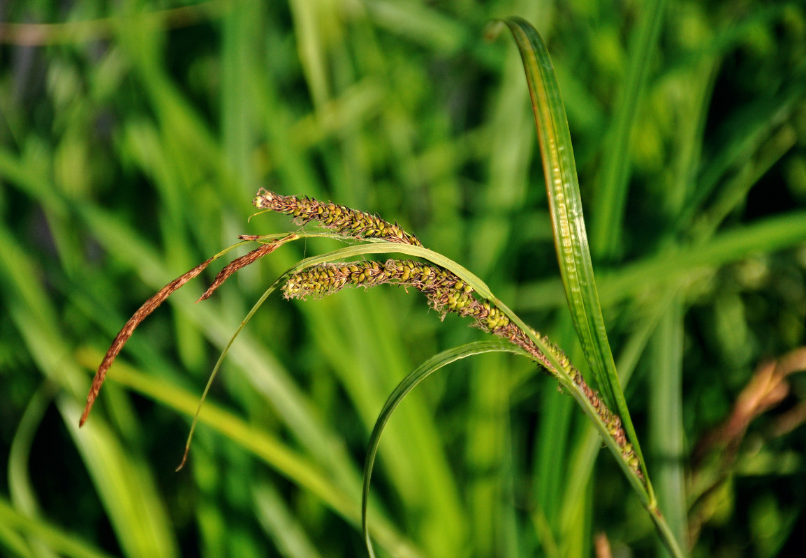 Изображение особи Carex acuta.