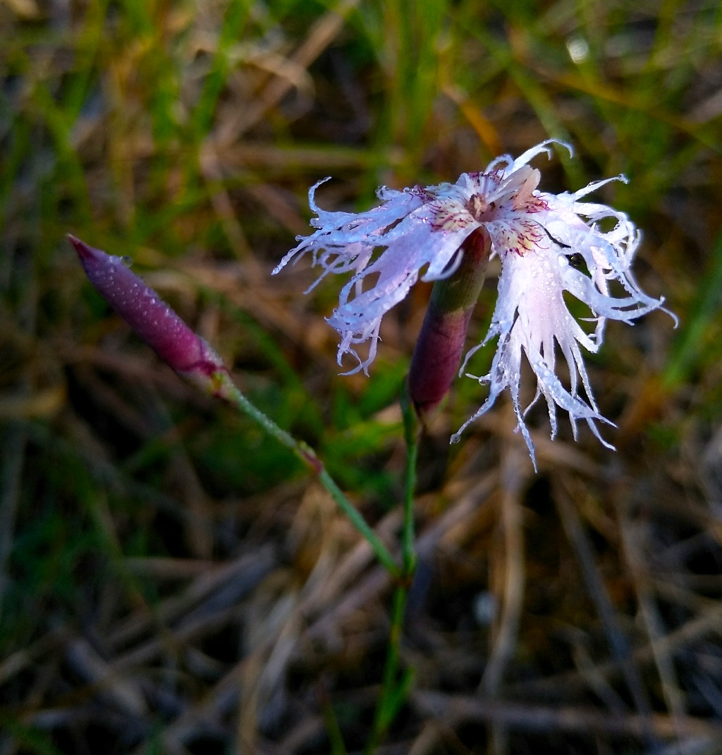 Image of Dianthus arenarius specimen.