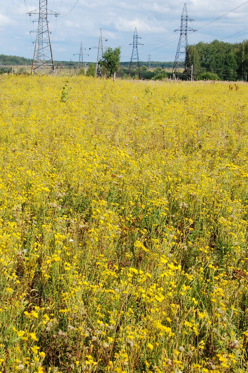 Изображение особи Hieracium umbellatum.