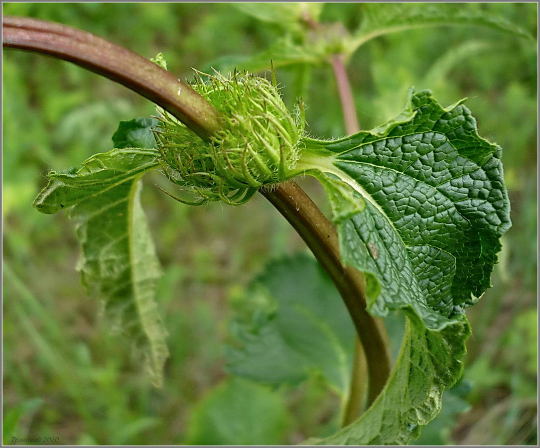 Image of Phlomoides tuberosa specimen.