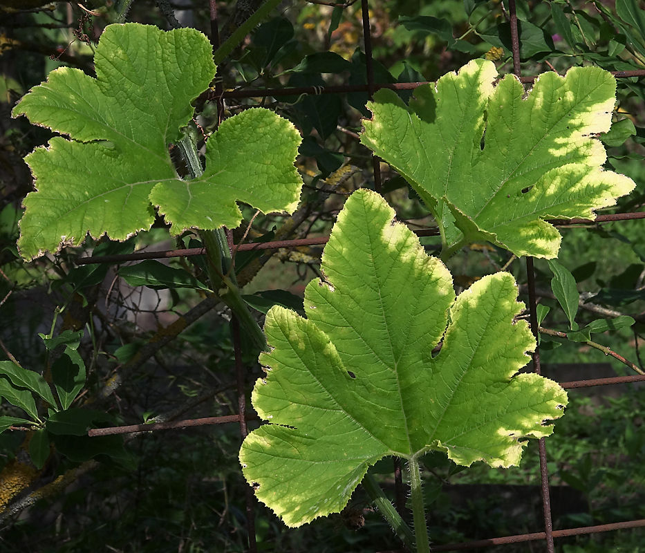 Изображение особи Cucurbita pepo.