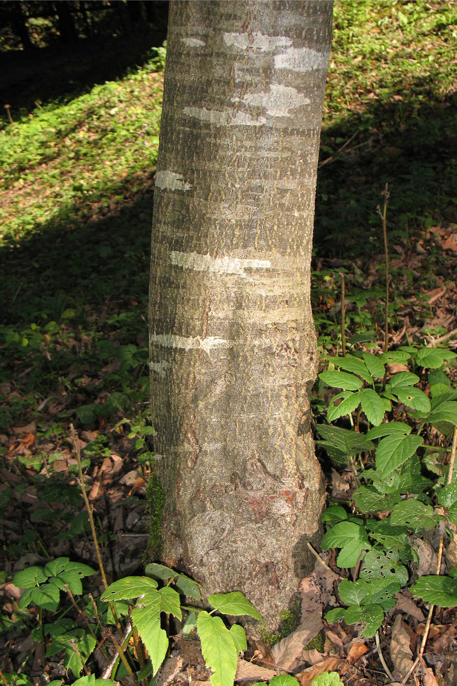 Image of Alnus incana specimen.