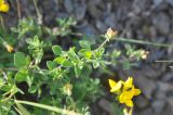 Lotus caucasicus