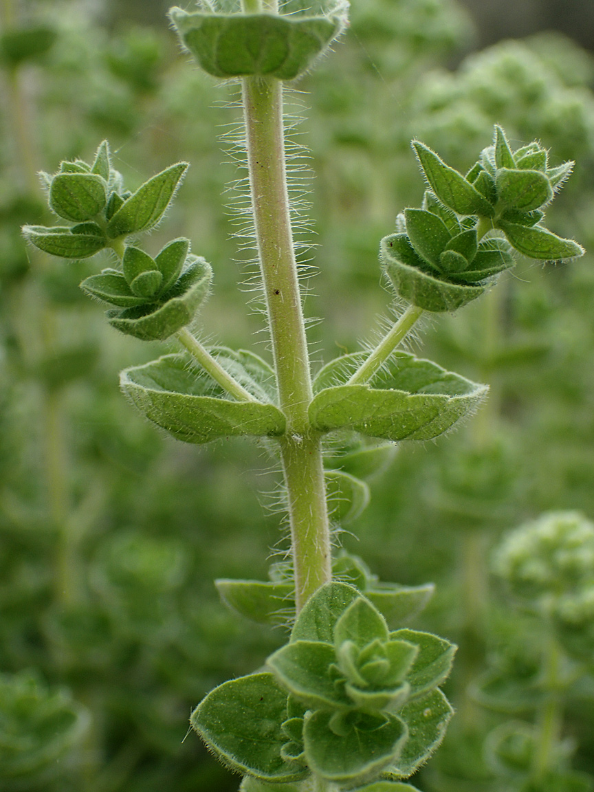 Изображение особи Origanum onites.