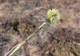 Eriophorum vaginatum