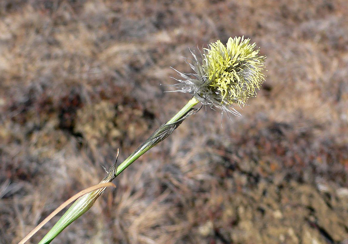 Изображение особи Eriophorum vaginatum.