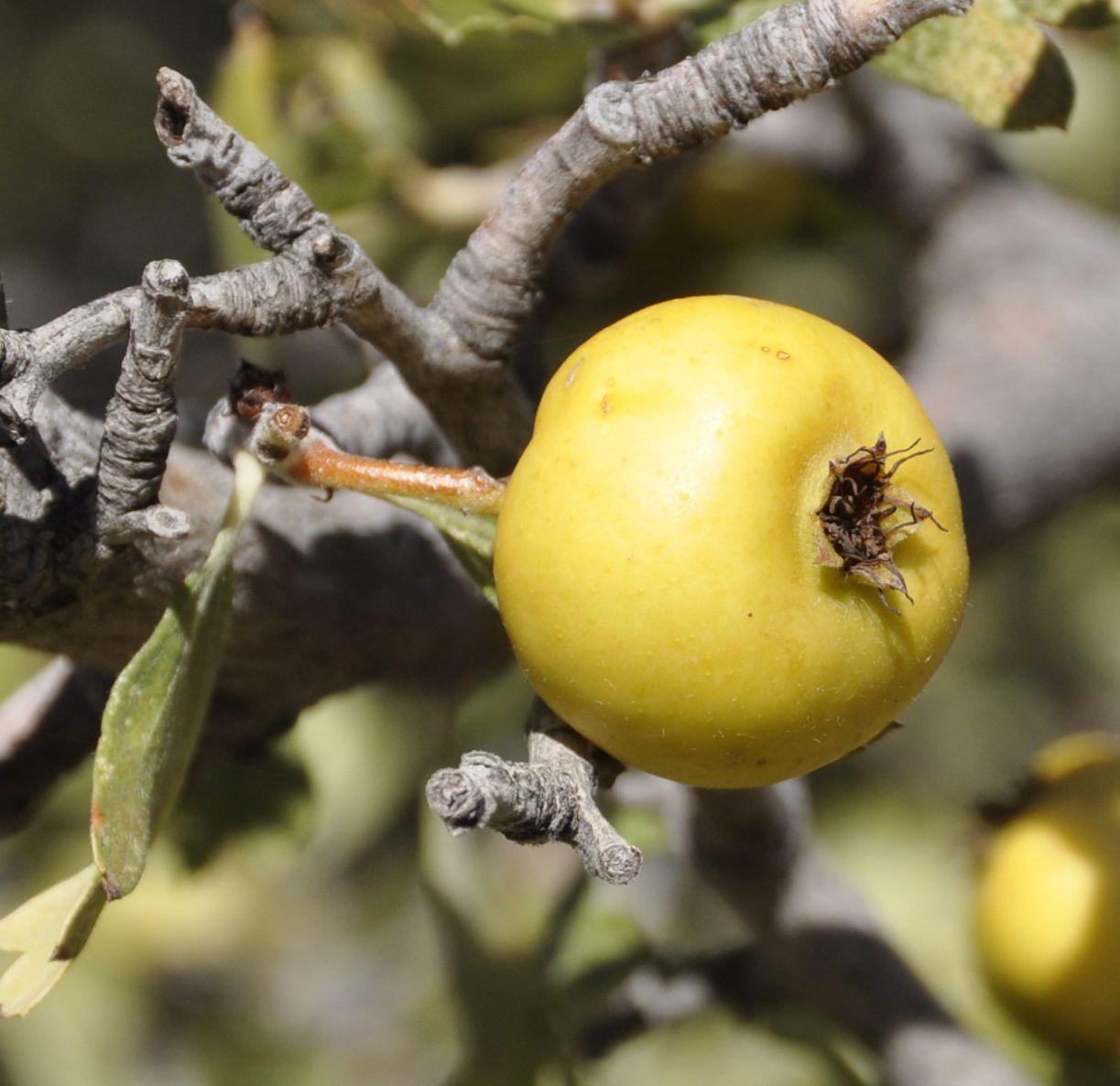 Image of Crataegus azarolus specimen.