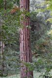 Calocedrus decurrens