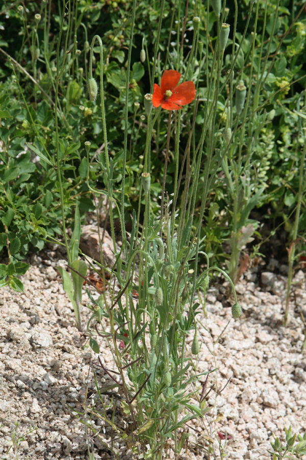 Изображение особи Papaver litwinowii.