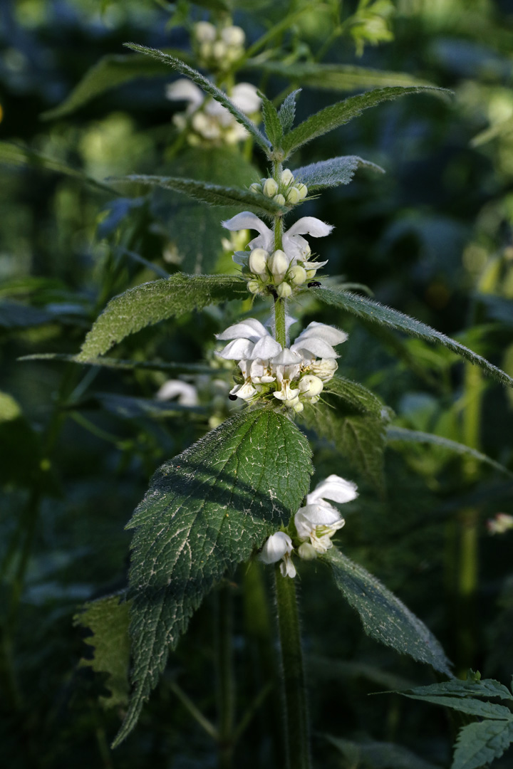 Image of Lamium album specimen.