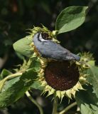 Helianthus annuus