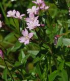 Epilobium hornemannii