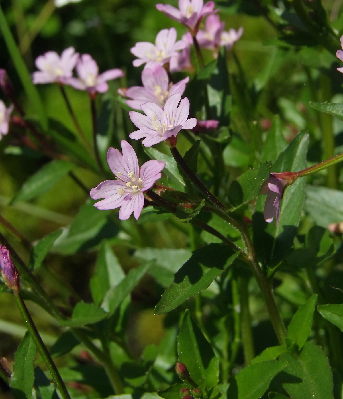 Image of Epilobium hornemannii specimen.