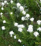 Hesperis hirsutissima