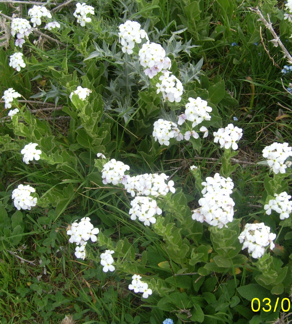 Image of Hesperis hirsutissima specimen.