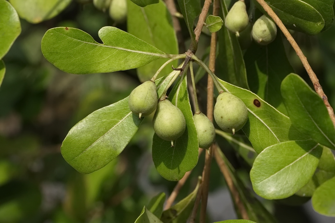 Image of genus Pittosporum specimen.