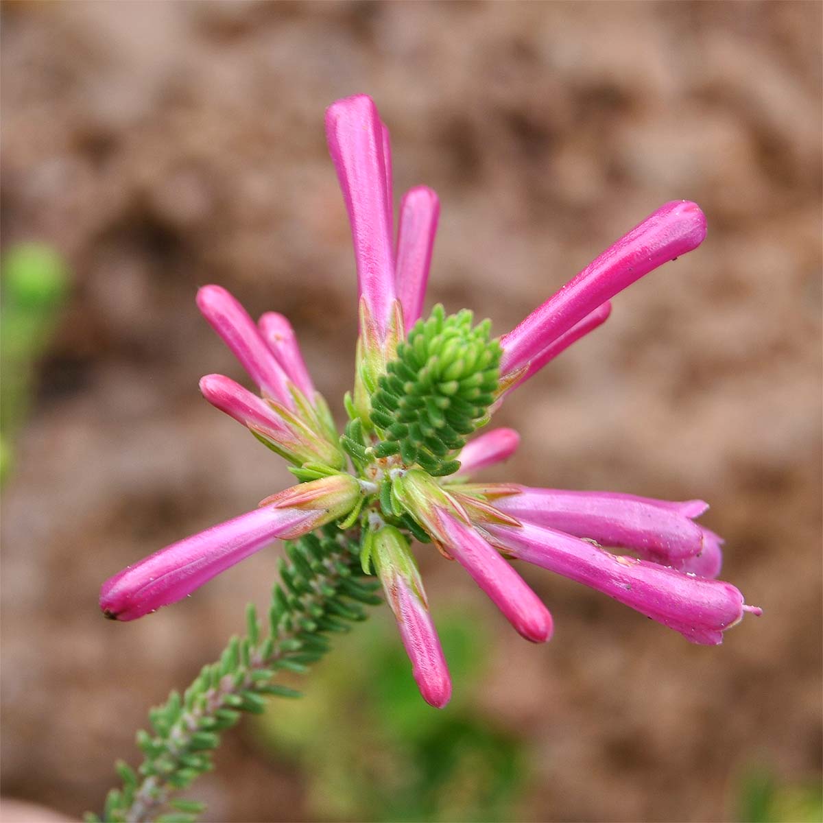 Image of Erica verticillata specimen.