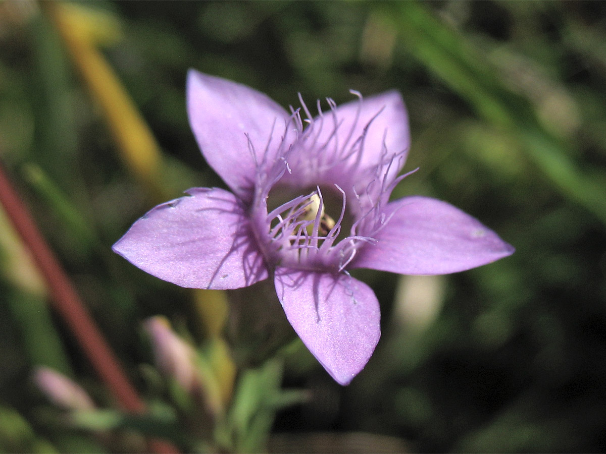 Image of Gentianella amarella specimen.