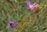 Centaurea caprina. Соцветия с кормящимся жуком-бронзовкой. Крым, ботанический заказник Караул-Оба, особо охраняемая территория. 23.06.2017.