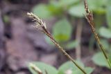 Carex digitata