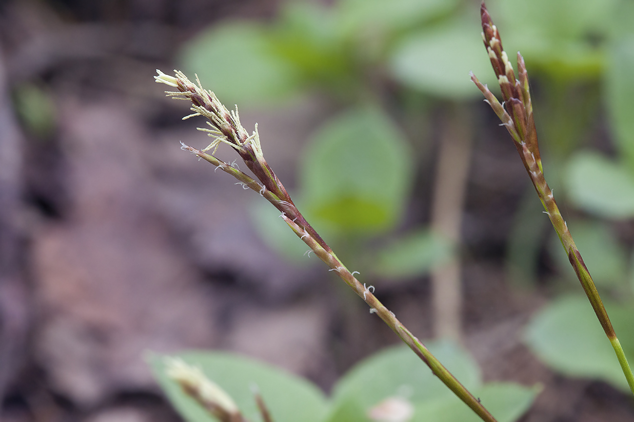 Image of Carex digitata specimen.