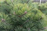 Pinus mugo. Верхушки веточек с молодыми побегами. Челябинская обл., г. Челябинск, ботсад ЧелГУ, в культуре. 19.11.2017.