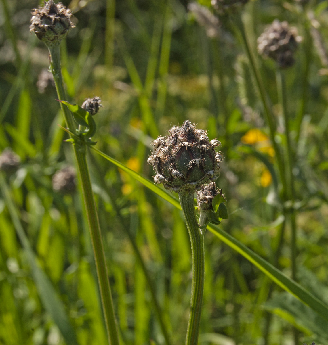 Изображение особи Centaurea scabiosa.