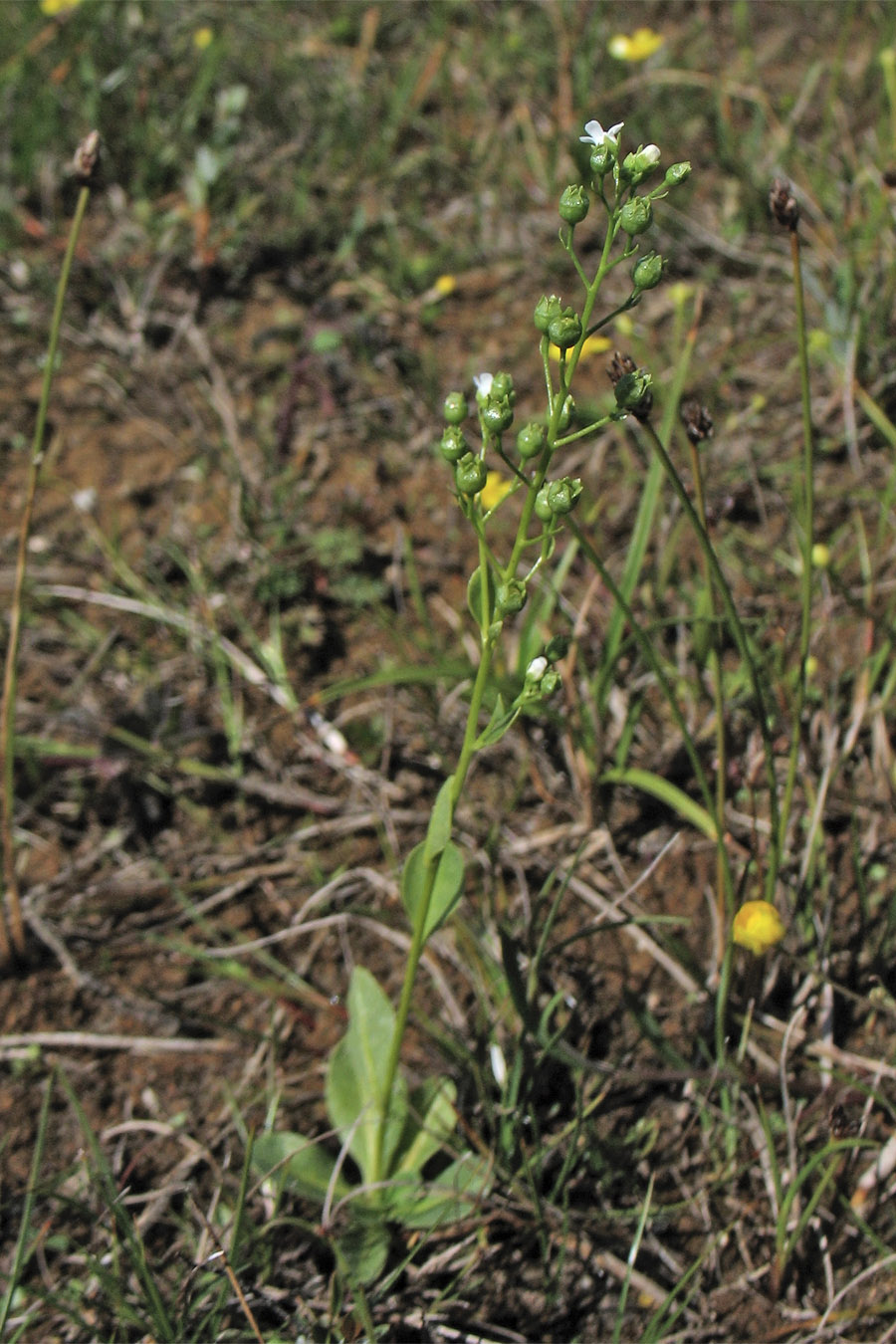 Image of Samolus valerandi specimen.